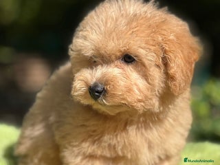 Maltipoo perros - Anuncio 1