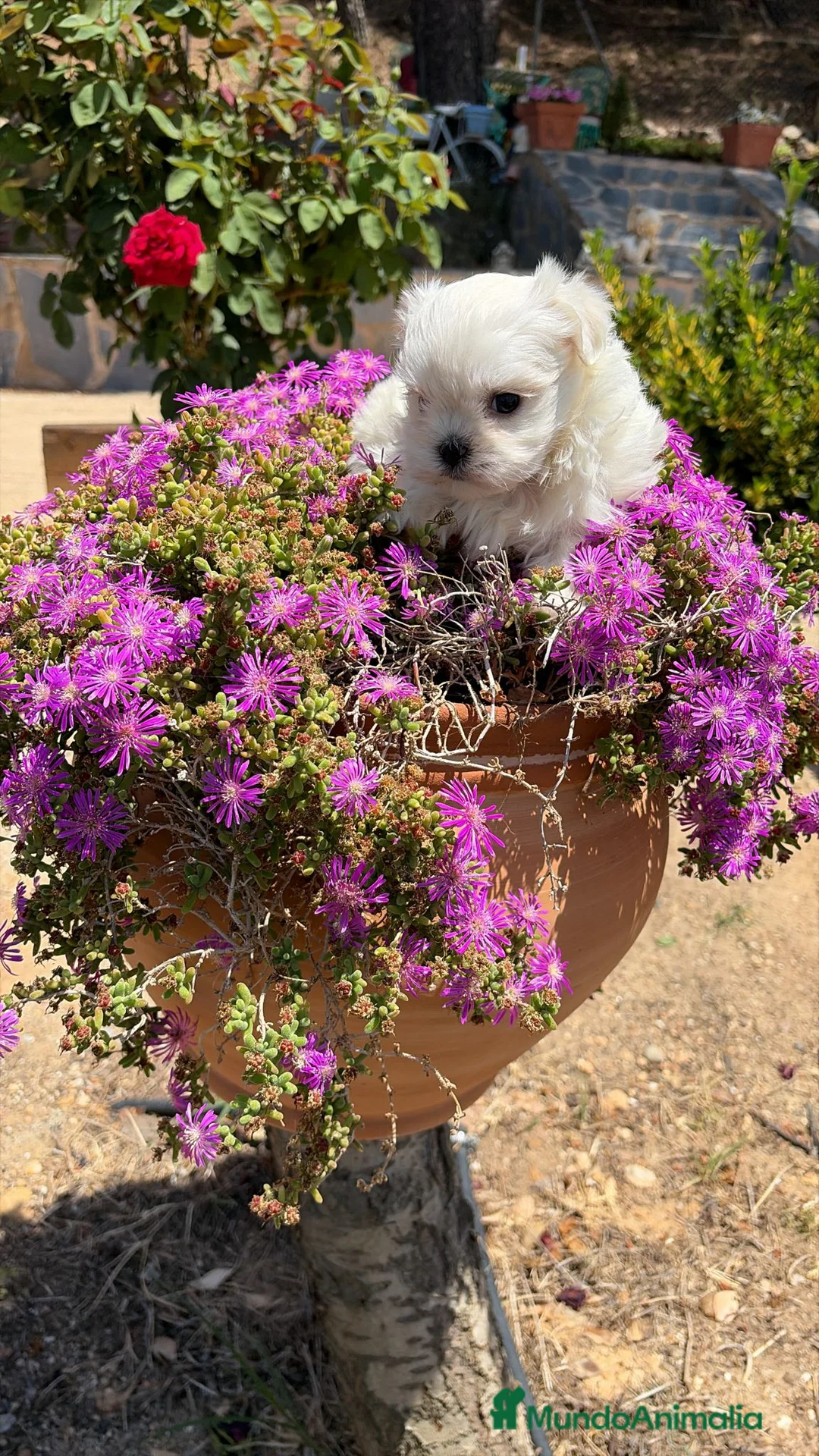 Bichón Maltés perros en venta: Bichon maltés preciosos cachorritos!!! - Anuncio 1