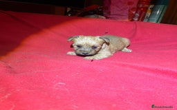 Morkie perros en venta: Morkies  - Imagen 3