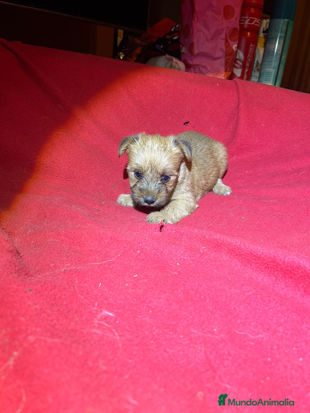 Morkie perros en venta: Morkies  - Imagen 3