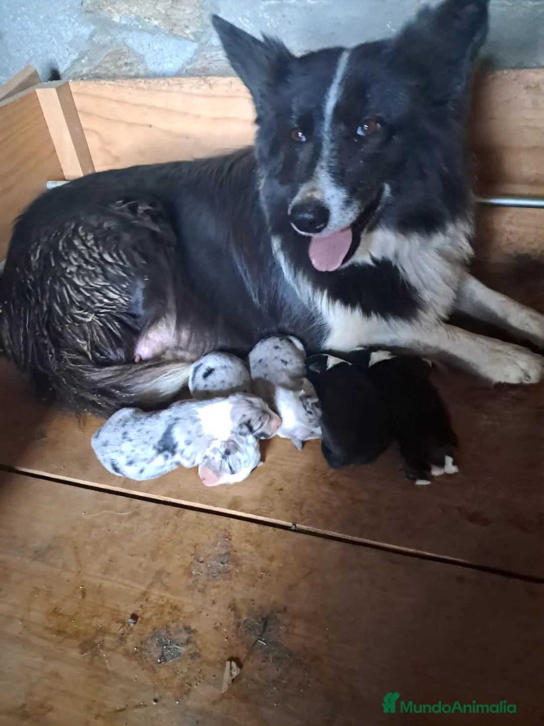 Border Collie perros en venta: border collies blancos y negros en Barcelona - Anuncio 4