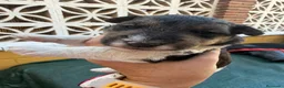 Fox Terrier de Pelo Duro perros en venta: Foxterrier camada - Anuncio 6