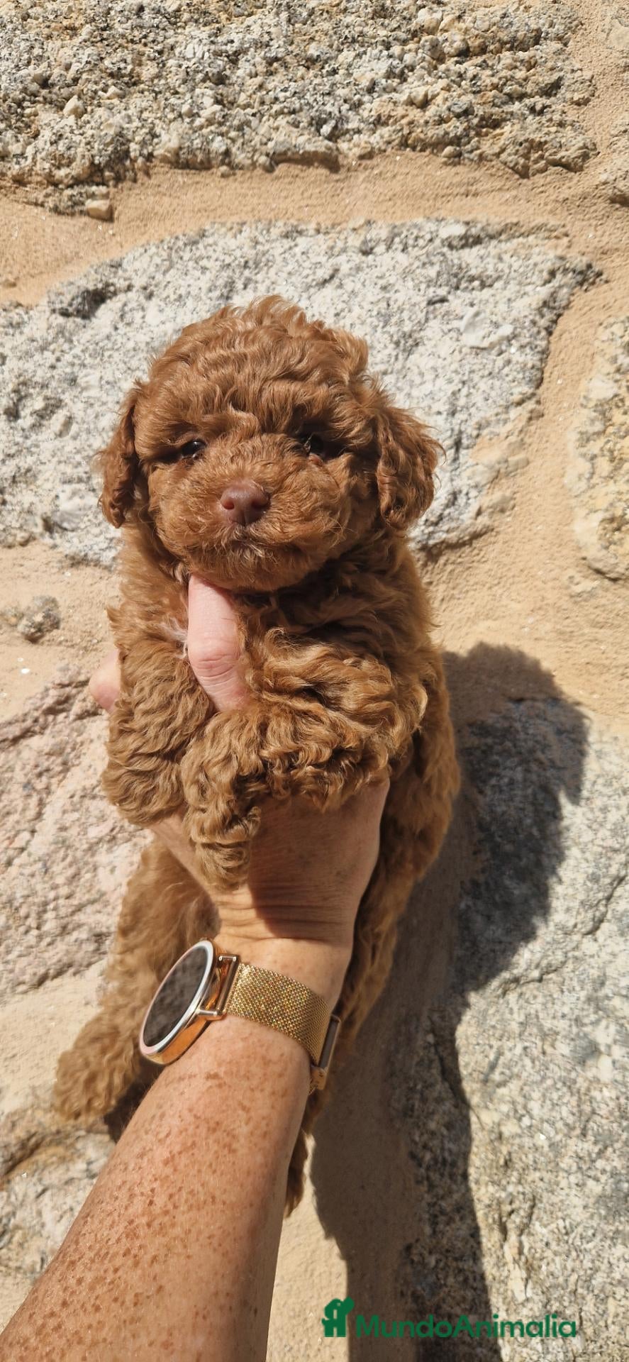 Caniche Toy perros Caniche Toy  - Anuncio 2