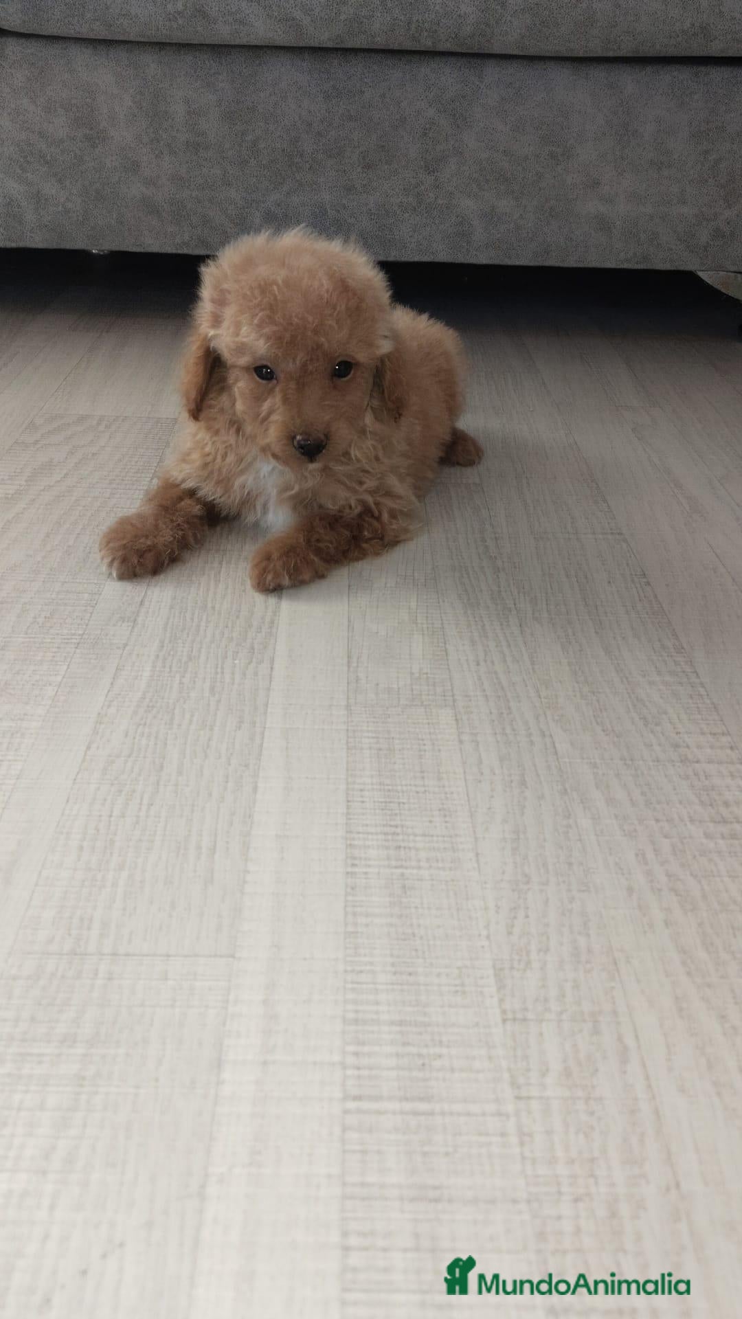 Caniche Toy perros en venta: Caniche toy ultimo macho de la camada - Anuncio 30