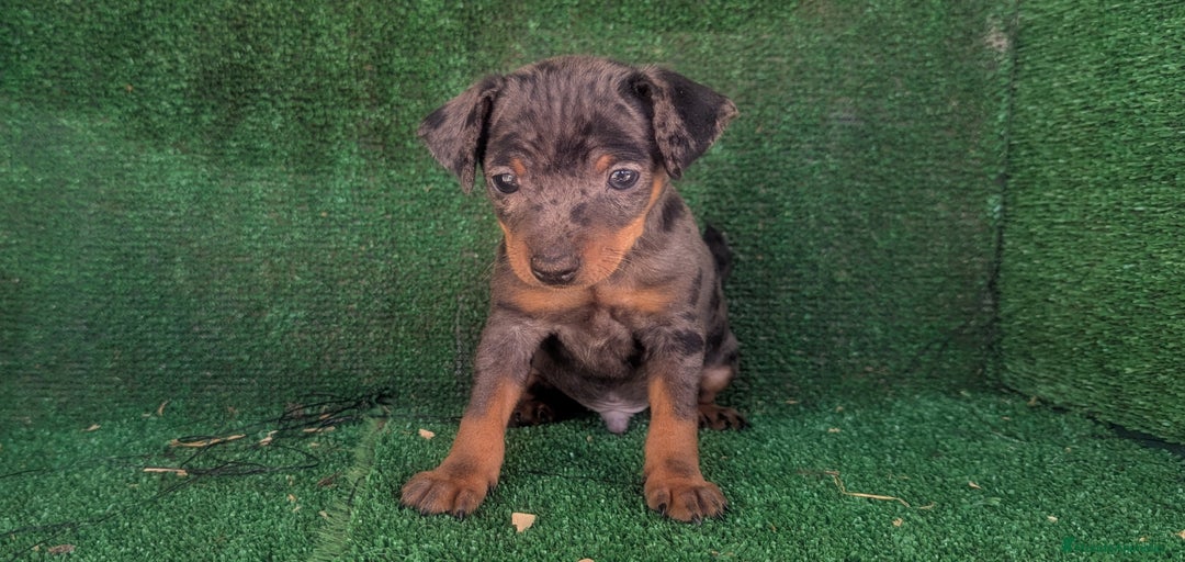 Imagen de galería {{count}}