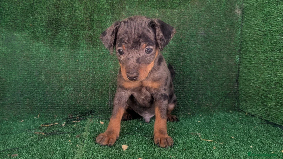 Imagen de galería {{count}}