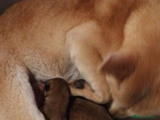 Shiba Inu perros en Barcelona - Anuncio 33