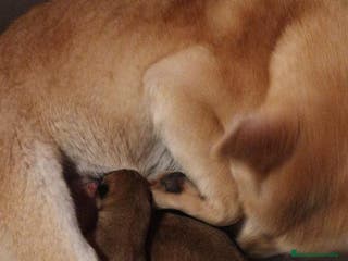 Shiba Inu perros SHIBA INU ROJAS HEMBRAS en Barcelona - Anuncio 30