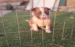 Border Collie perros en venta: BORDER COLLIE - Imagen 8