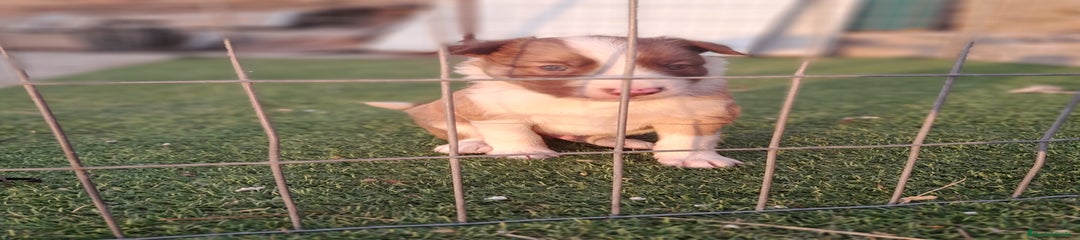 Border Collie Cachorro 2