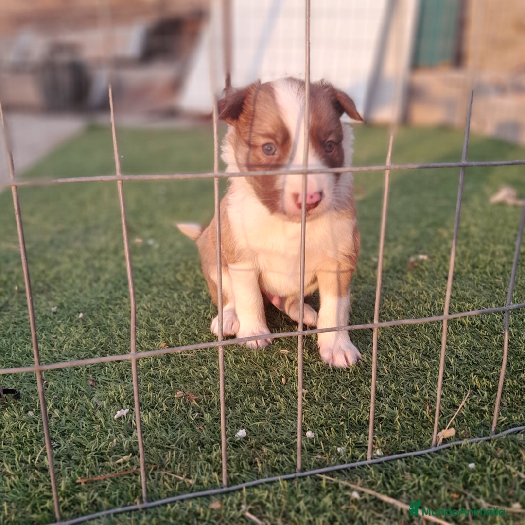 Border Collie perros en venta: BORDER COLLIE - Imagen 8