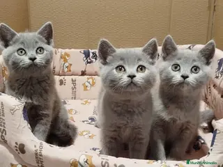 Británico de Pelo Corto gatos British Shorthair (posibilidad de envío) - Anuncio 3