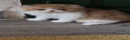 Persa gatos en venta: GATOS PERSAS - Anuncio 3