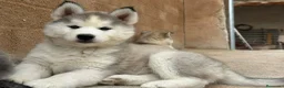 Husky Siberiano perros en venta: Husky gris blanco  - Anuncio 10