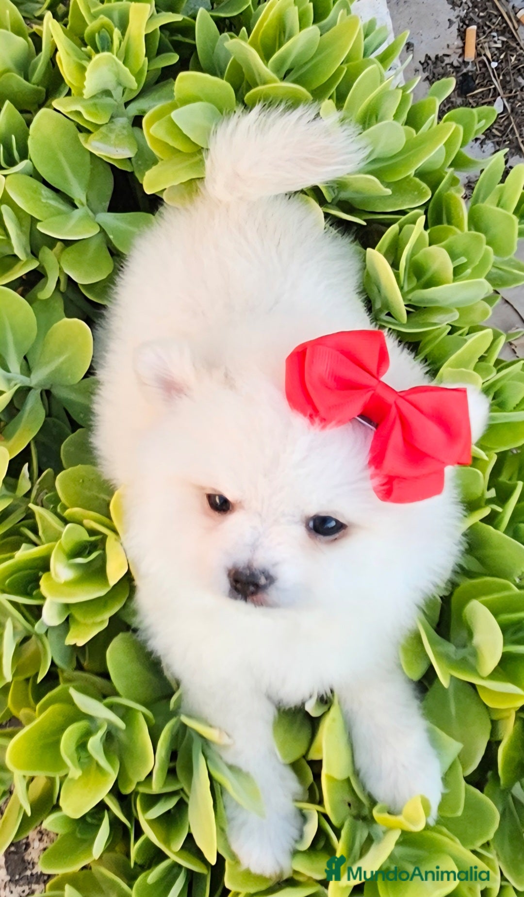 Pomerania perros en venta: Preciosa cachorrita Pomerania  - Imagen 5
