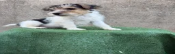 Fox Terrier de Pelo Duro perros en venta: Fox terrier pelo duro  - Anuncio 6