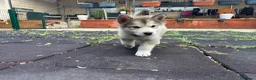 Alaskan Malamute perros en venta: Cachorros alaskan disponibles - Anuncio 5