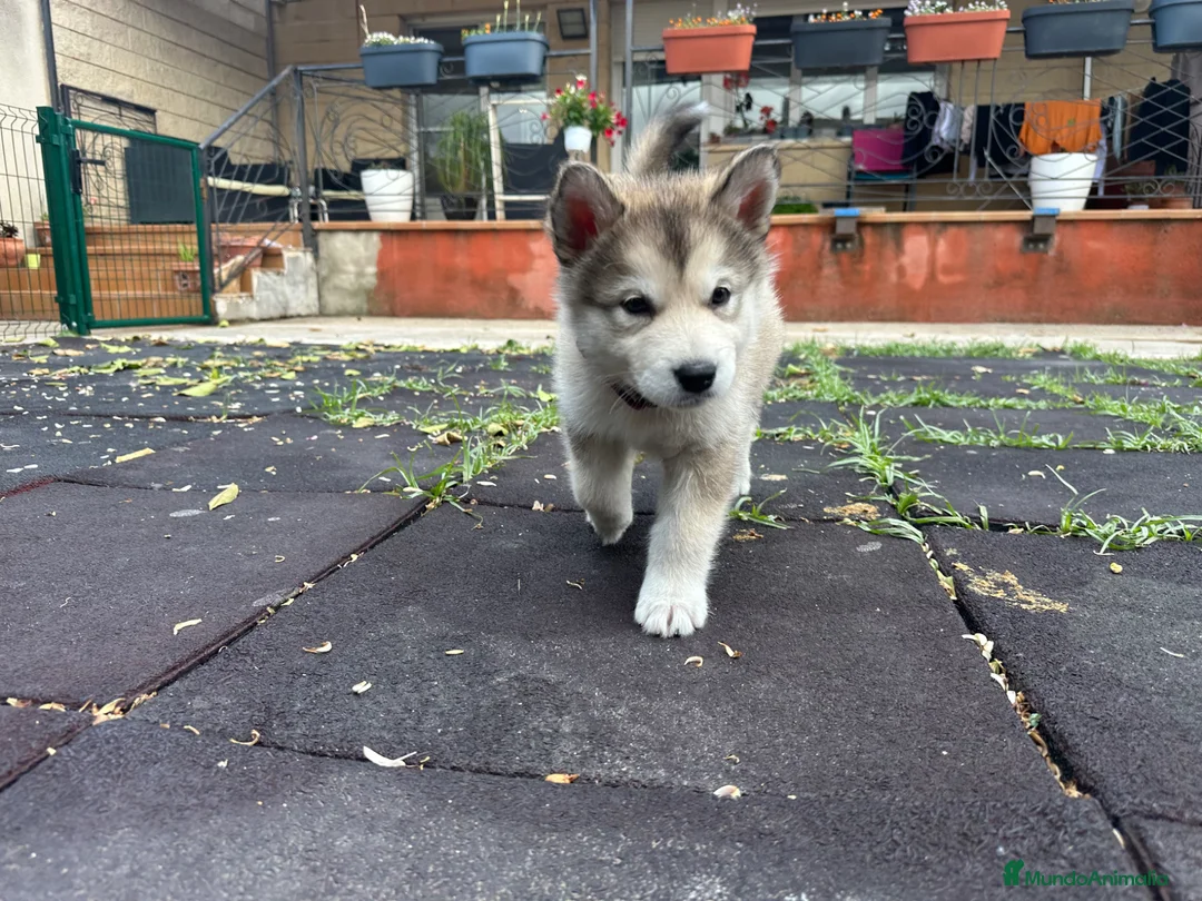 Alaskan Malamute perros en venta: Cachorros alaskan disponibles - Anuncio 5