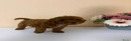 Caniche Toy perros en venta: Caniche toy precio real en Barcelona - Anuncio 8