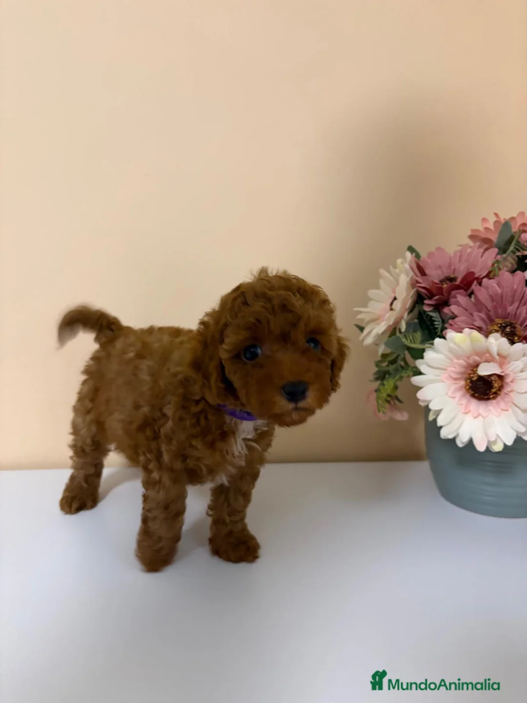Caniche Toy perros en venta: Caniche toy precio real en Barcelona - Anuncio 8