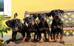 Pinscher Miniatura perros en venta: BELLEZA DE CACHORROS DE MINI PINCHER DISPONIBLES - Anuncio 2