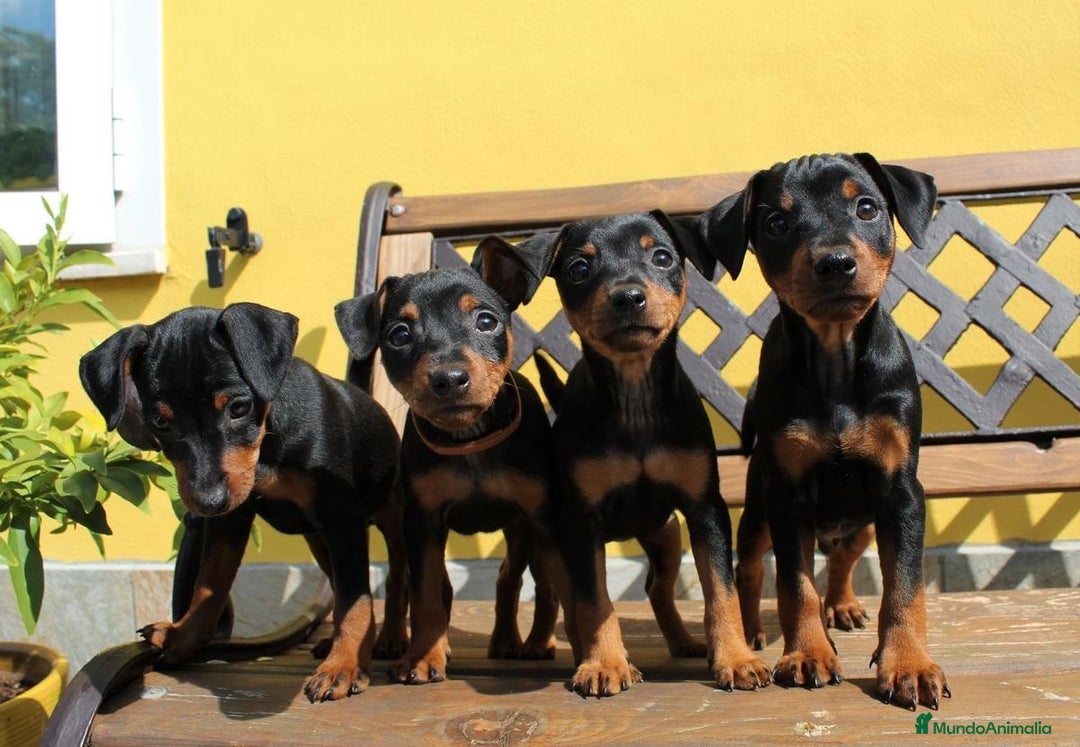 Pinscher Miniatura perros en venta: BELLEZA DE CACHORROS DE MINI PINCHER DISPONIBLES - Anuncio 2