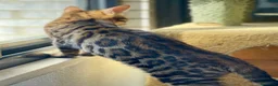 Bengalí gatos en venta: Gatita Bengalí - Anuncio 14
