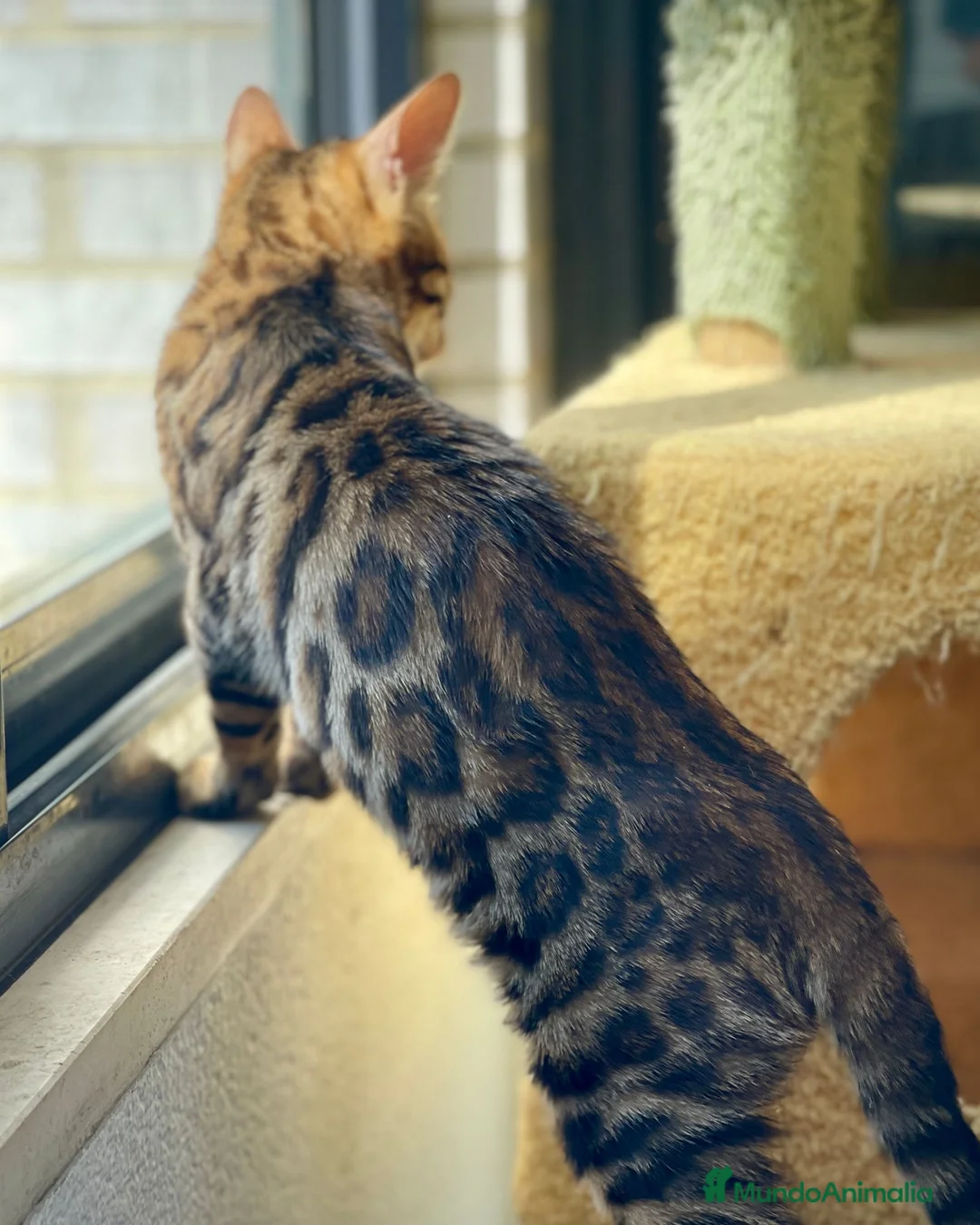 Bengalí gatos en venta: Gatita Bengalí - Anuncio 14