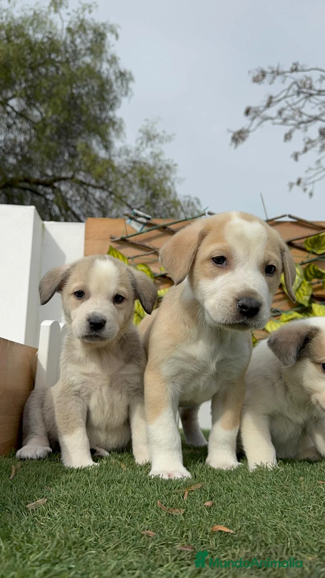 Mastín Español perros en venta: MASTIN ESPAÑOL - Anuncio 19