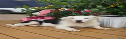 Border Collie perros en venta: Border collie listos para entregar  - Anuncio 1