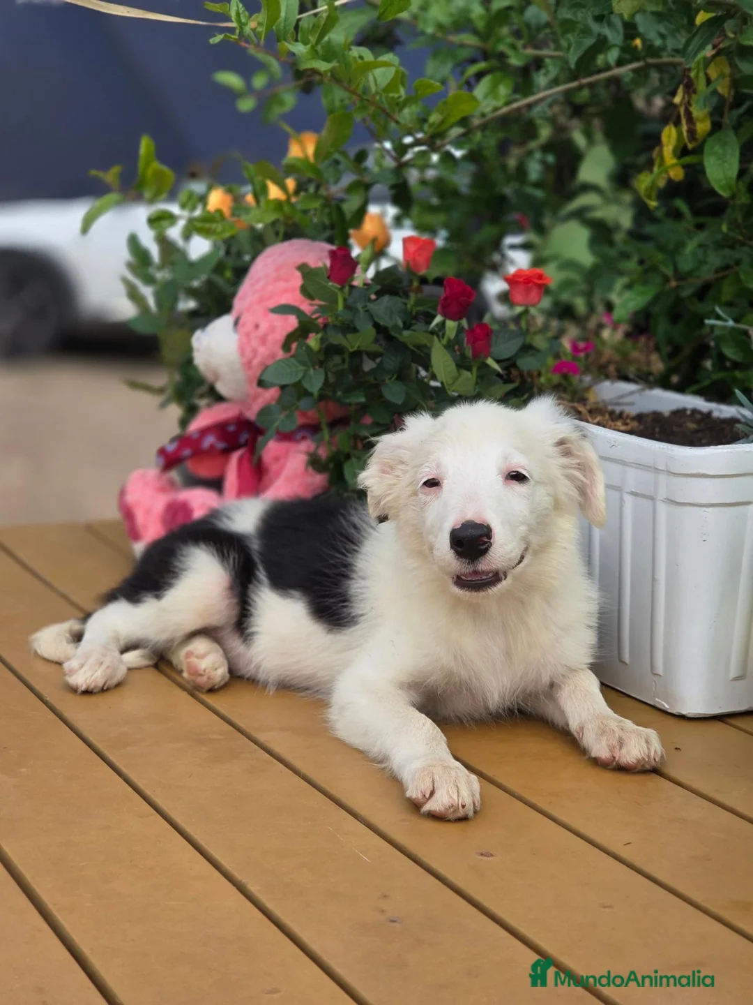 Border Collie perros en venta: Border collie listos para entregar  - Anuncio 1