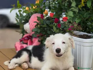 Border Collie perros Border collie listos para entregar - Anuncio 2