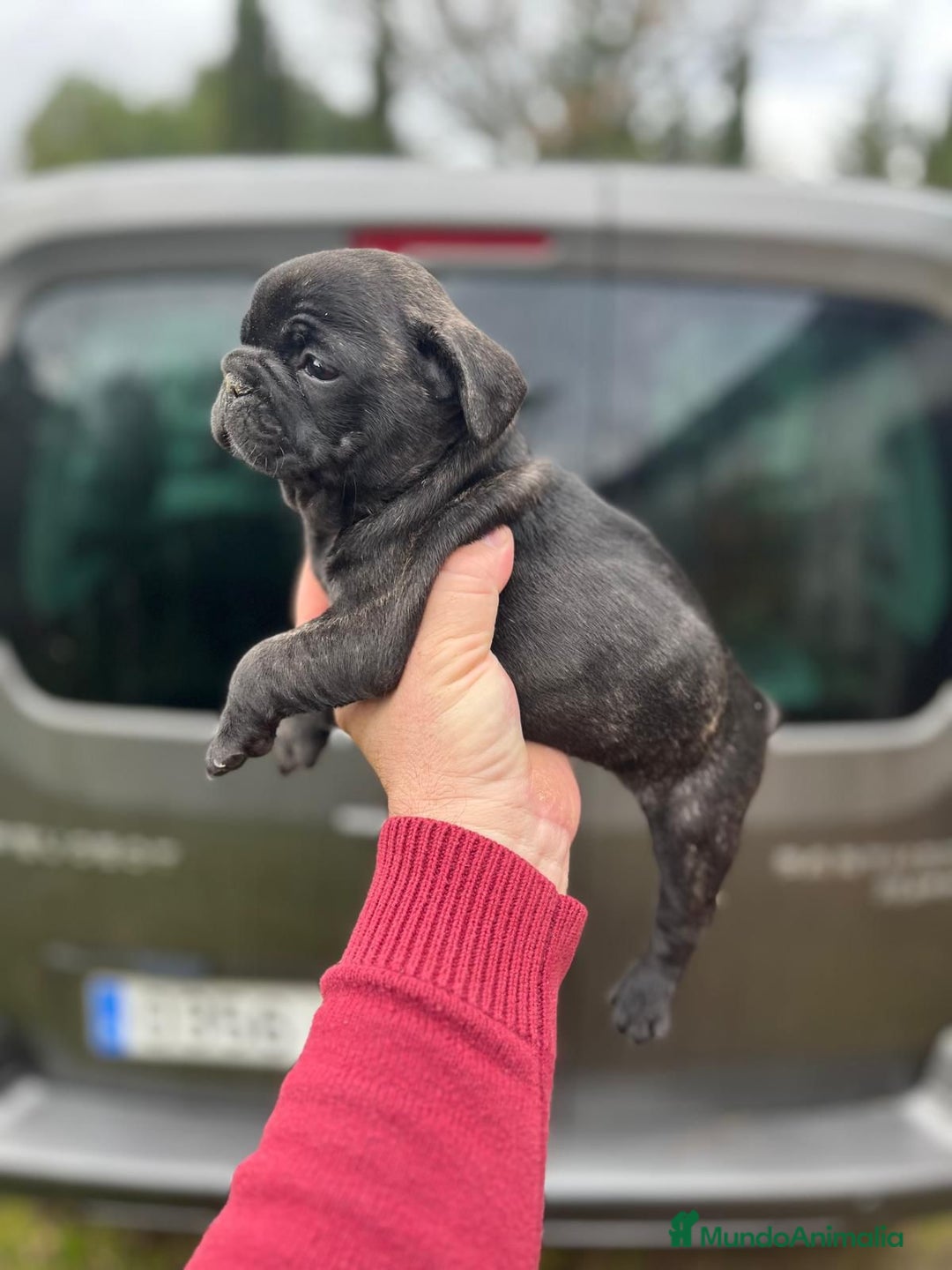 Bulldog Francés perros en venta: Impresionante cachorro bulldog francés  - Anuncio 3