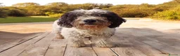 Perro de Agua Español perros en venta: Adopción Perro De Agua Español Adultos - Anuncio 5