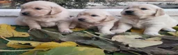 Golden Retriever perros en venta: Gran Camada de Golden Retriever - Anuncio 11