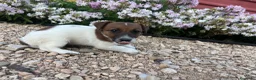 Jack Russell Terrier perros en venta: Jack Russell 550€ precio real! - Anuncio 5