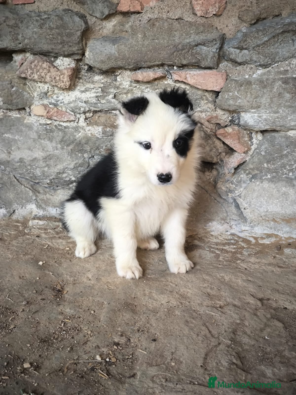 Border Collie perros Cachorros border collie varios colores! - Anuncio 2