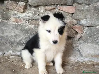 Border Collie perros Cachorros border collie varios colores! - Anuncio 2