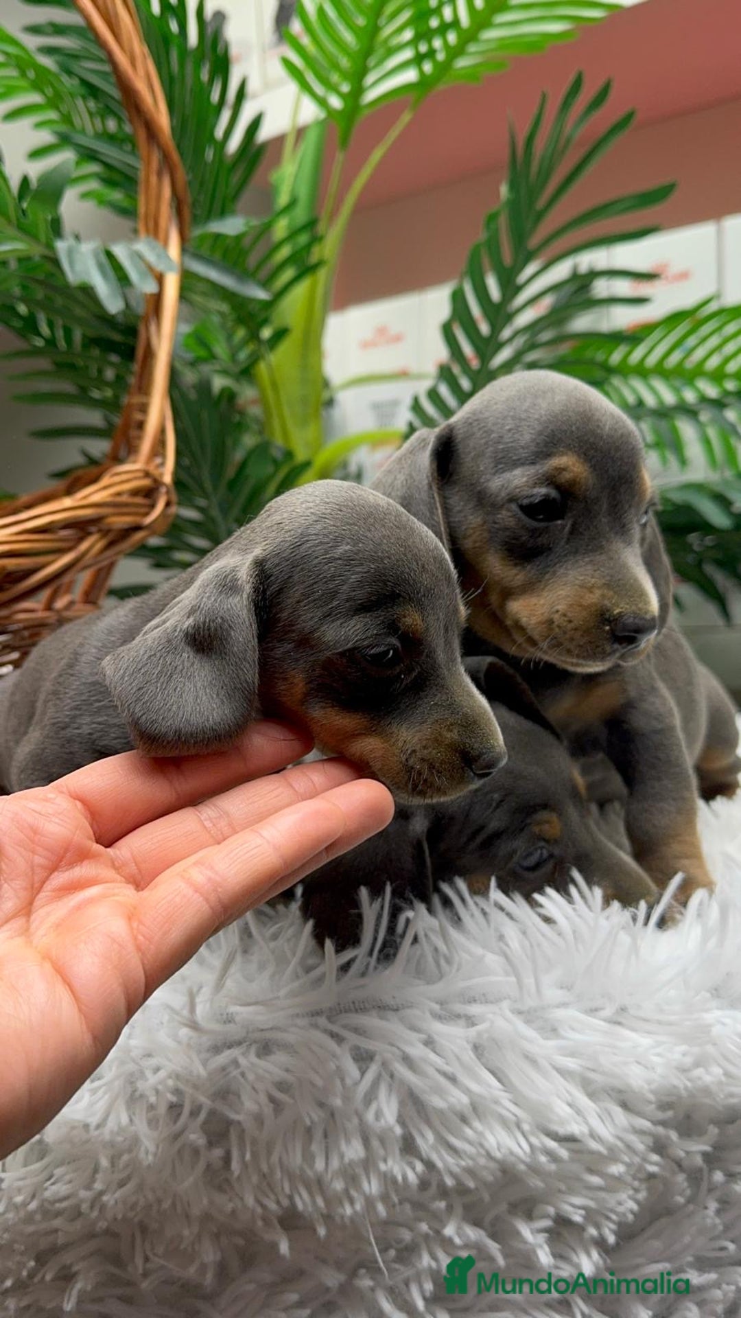 Teckel Miniatura perros en venta: TECKEL BLUE AND TAN - Anuncio 22