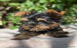 Yorkshire Terrier perros en venta: Yorkshire Toy  - Imagen 2