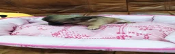 Chihuahua perros en venta: Chihuahua TOY - Anuncio 4