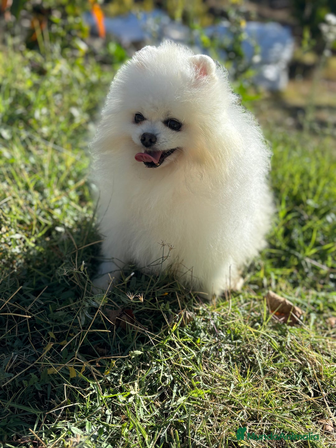 Pomerania perros en venta: Pomeranias macho y hembra disponible!! - Anuncio 5