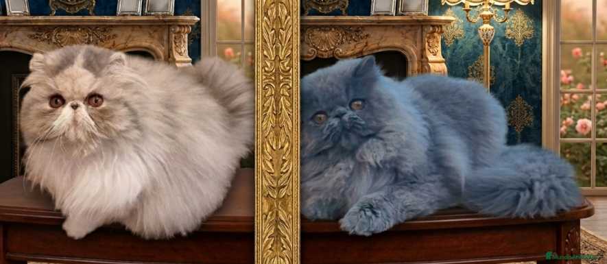 Persa gatos Camada de persas - Anuncio 1