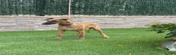 Whippet perros en venta: Galgo whippet  - Anuncio 5