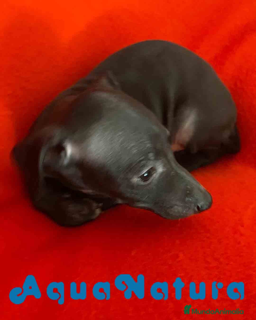 Pequeño Lebrel Italiano perros Lebrel Italiano Macho 7347 de BN - AQUANATURA en Barcelona - Anuncio 2