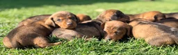 Teckel Miniatura perros en venta: Preciosos Teckel miniatura chocolate  - Anuncio 7