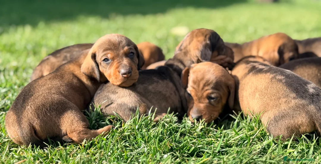 Teckel Miniatura perros en venta: Preciosos Teckel miniatura chocolate  - Anuncio 7