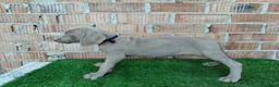 Otras razas perros en venta: Bracos de weimar de calidad  - Anuncio 3