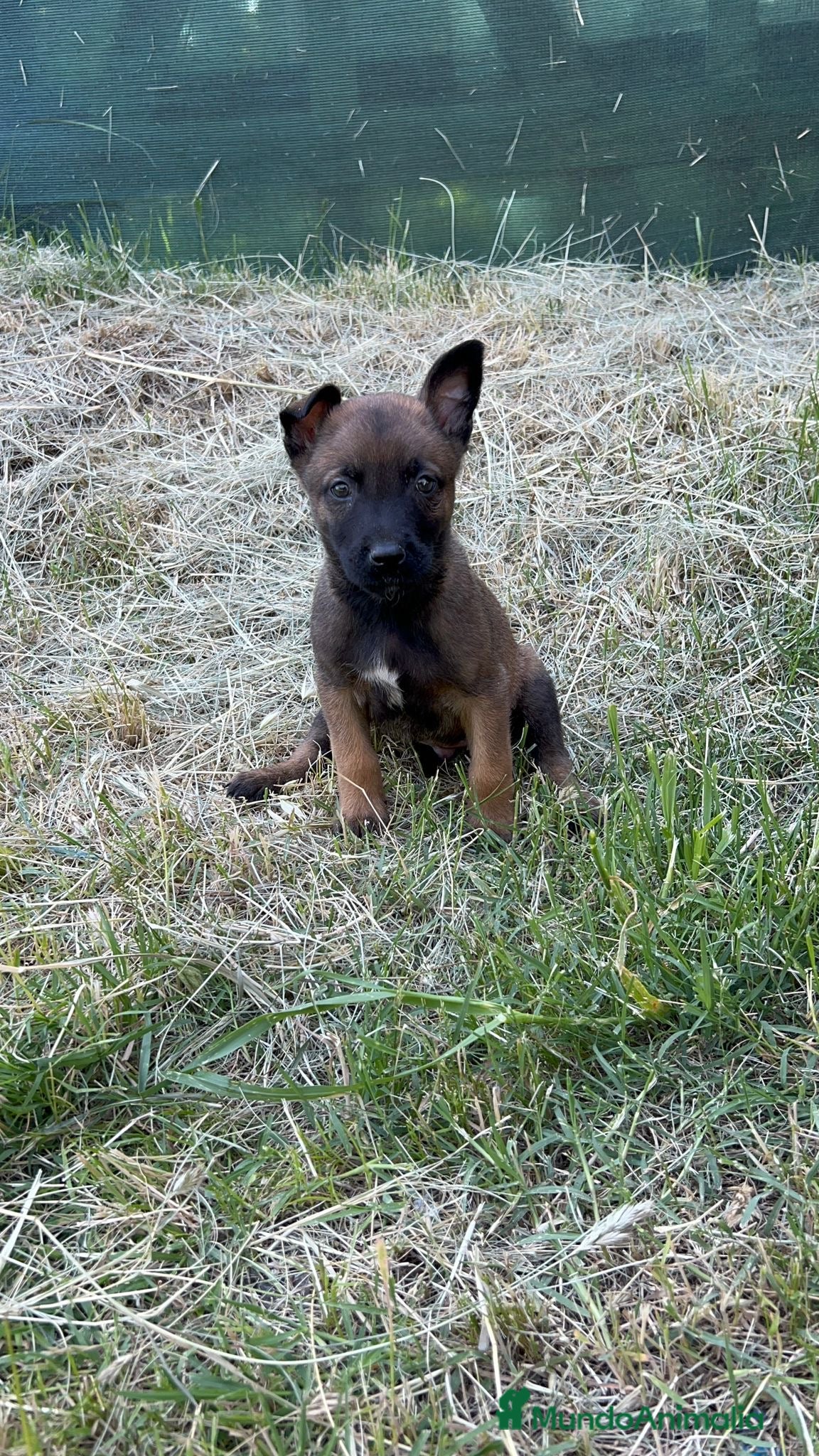 Pastor Belga Malinois perros Pastor belga  - Anuncio 1