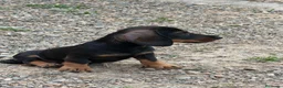 Teckel perros en venta: Macho St de Pelo Duro  - Anuncio 4
